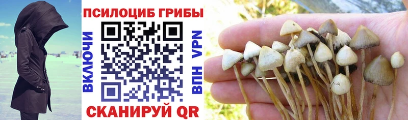купить наркотики сайты  Жигулёвск  Псилоцибиновые грибы Psilocybine cubensis 